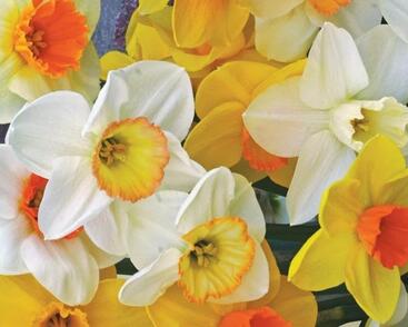 Narcis velkokorunný 'Jutland's Pride Mix'