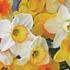 Narcissus Large Cupper 'Jutland's Pride Mix'.jpg