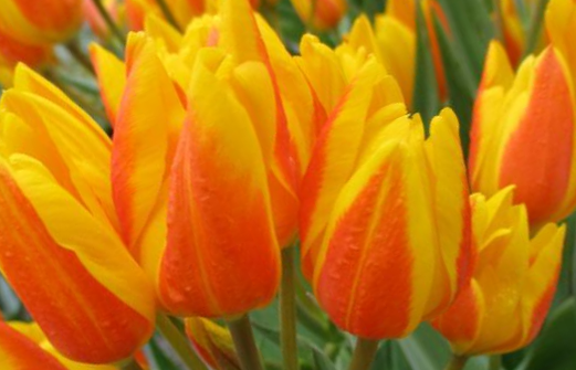 Tulipán botanický Hewerův - Tulipa heweri