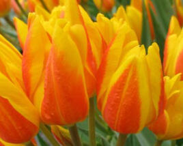 Tulipán botanický Hewerův