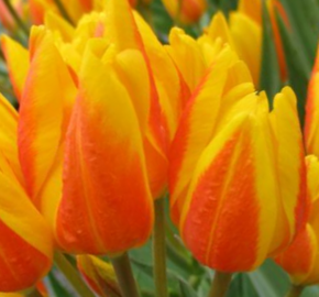 Tulipán botanický Hewerův - Tulipa heweri