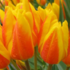 Tulipa heweri.png