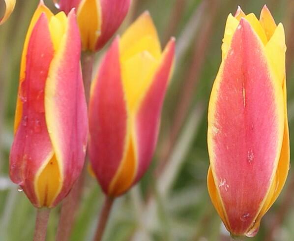 Tulipán botanický chrysantha - Tulipa clusiana var. chrysantha