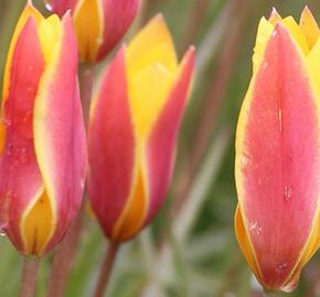 Tulipán botanický chrysantha