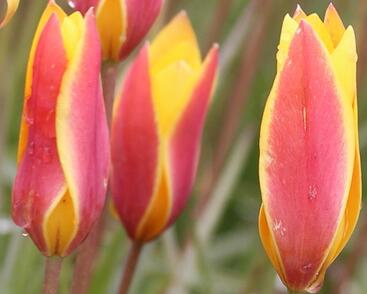 Tulipán botanický chrysantha