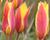Tulipán botanický chrysantha