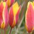 Tulipa clusiana var. chrysantha.jpg