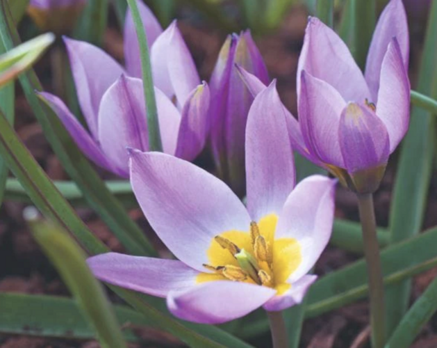 Tulipán botanický nízký pulchella - Tulipa humilis pulchella