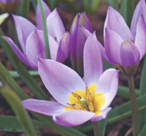 Tulipán botanický nízký pulchella - Tulipa humilis pulchella