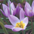 Tulipa humilis pulchella.png