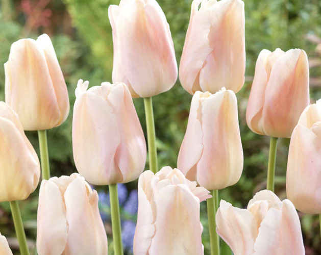 Tulipán Darwin hybrid 'Apricot Pride' - Tulipa Darwin hybrid 'Apricot Pride'