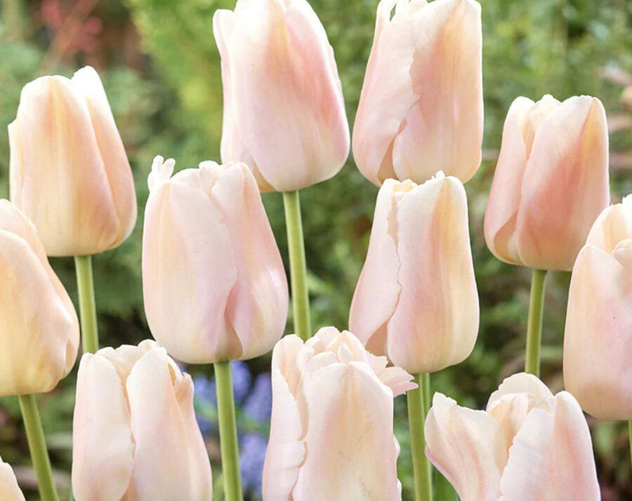 Tulipán Darwin hybrid 'Apricot Pride' - Tulipa Darwin hybrid 'Apricot Pride'