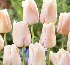 Tulipán Darwin hybrid 'Apricot Pride'