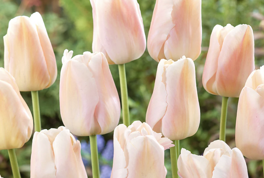 Tulipán Darwin hybrid 'Apricot Pride' - Tulipa Darwin hybrid 'Apricot Pride'