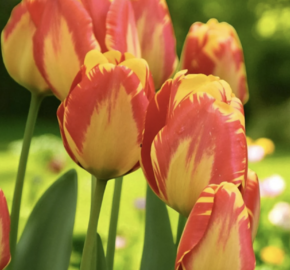 Tulipán Darwin hybrid 'Banja Luka' - Tulipa Darwin hybrid 'Banja Luka'