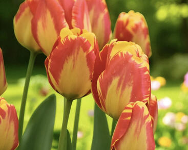 Tulipán Darwin hybrid 'Banja Luka'