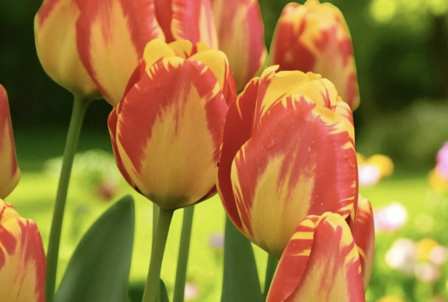 Tulipán Darwin hybrid 'Banja Luka' - Tulipa Darwin hybrid 'Banja Luka'