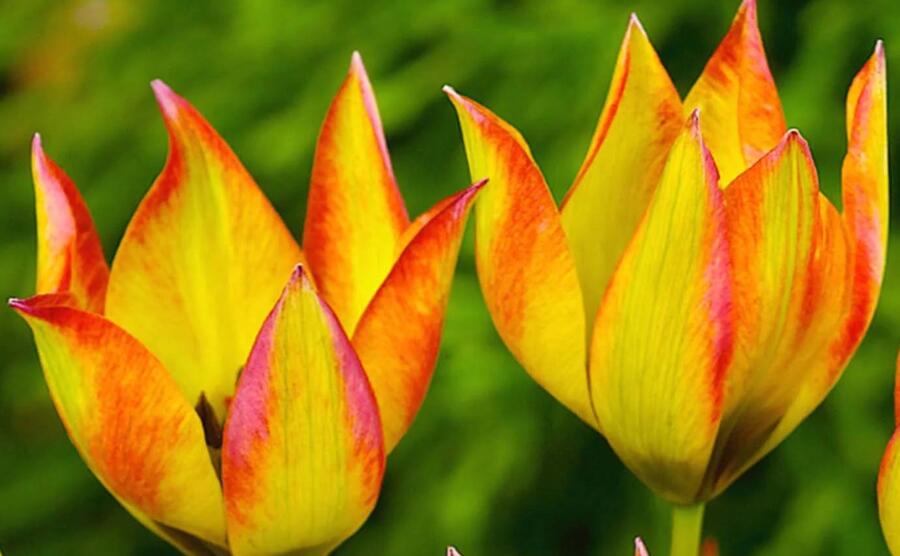Tulipán botanický orphanidea 'Flava' - Tulipa orphanidea 'Flava'