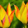 Tulipán botanický orphanidea 'Flava' - Tulipa orphanidea 'Flava'