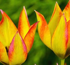 Tulipán botanický orphanidea 'Flava' - Tulipa orphanidea 'Flava'