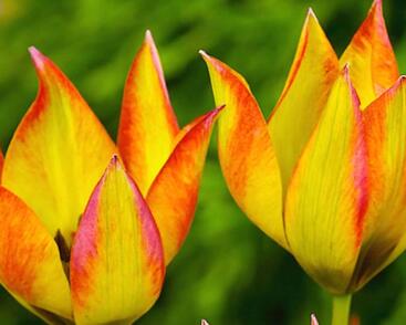 Tulipán botanický orphanidea 'Flava'