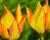 Tulipán botanický orphanidea 'Flava'