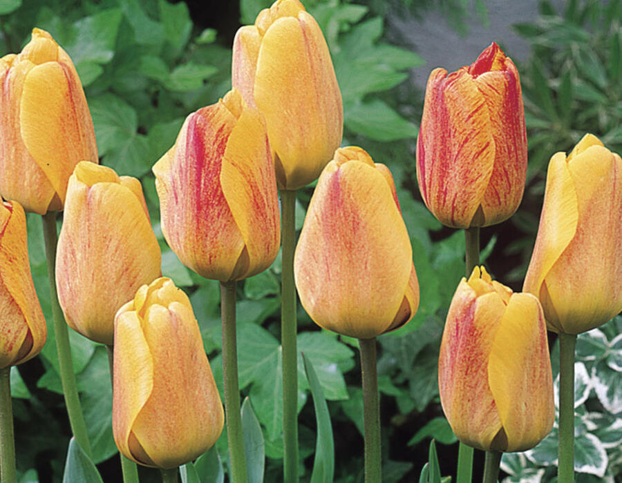 Tulipán Darwin hybrid 'Beauty of Apeldoorn' - Tulipa Darwin hybrid 'Beauty of Apeldoorn'