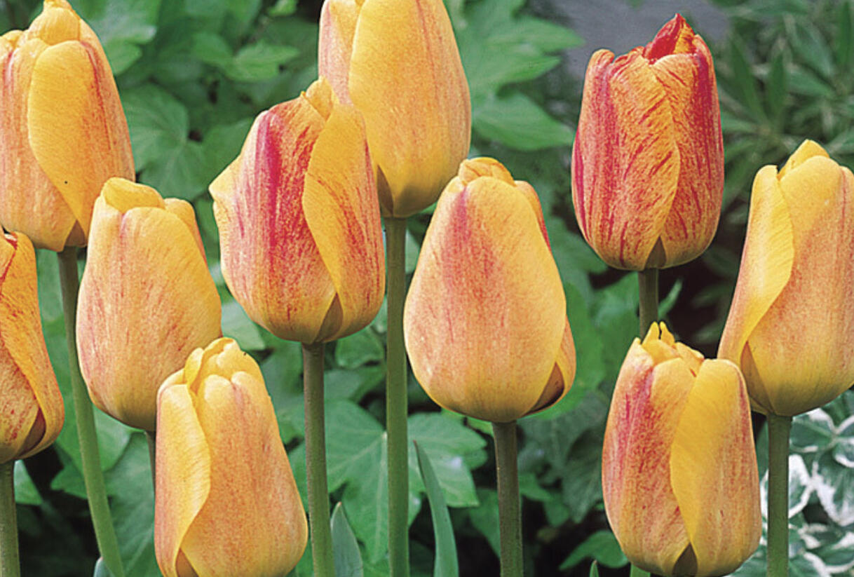 Tulipán Darwin hybrid 'Beauty of Apeldoorn' - Tulipa Darwin hybrid 'Beauty of Apeldoorn'