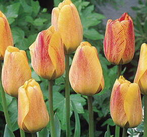 Tulipán Darwin hybrid 'Beauty of Apeldoorn'