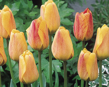 Tulipán Darwin hybrid 'Beauty of Apeldoorn'