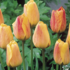 Tulipa Darwin hybrid 'Beauty of Apeldoorn'.png