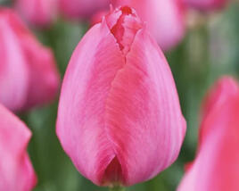 Tulipán Darwin hybrid 'Lady Van Eijk'