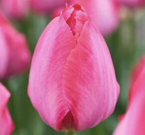 Tulipán Darwin hybrid 'Lady Van Eijk'