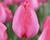 Tulipán Darwin hybrid 'Lady Van Eijk'