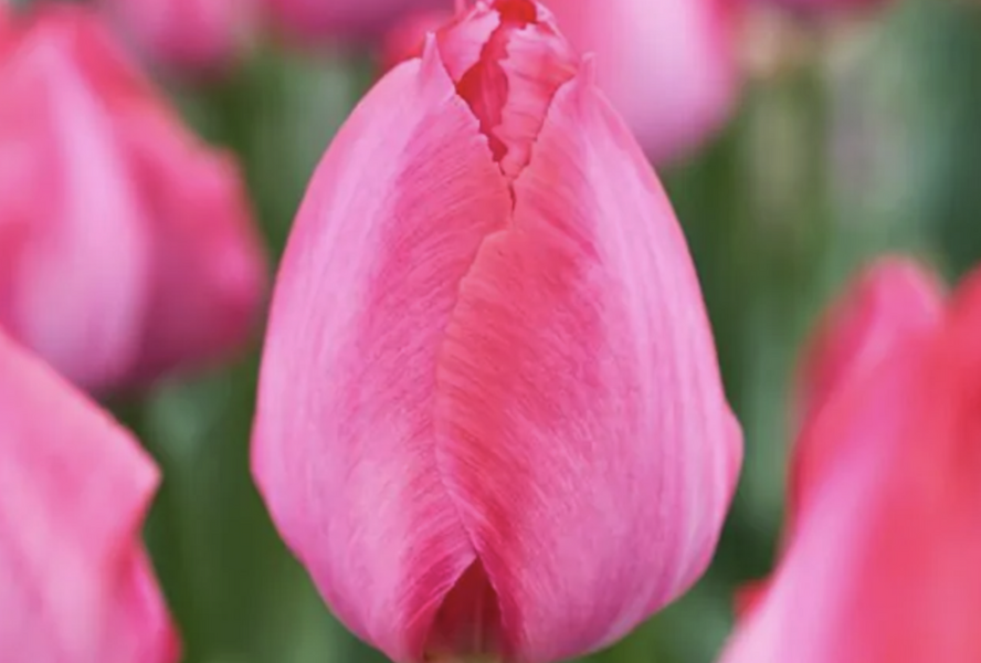 Tulipán Darwin hybrid 'Lady Van Eijk' - Tulipa Darwin hybrid 'Lady Van Eijk'