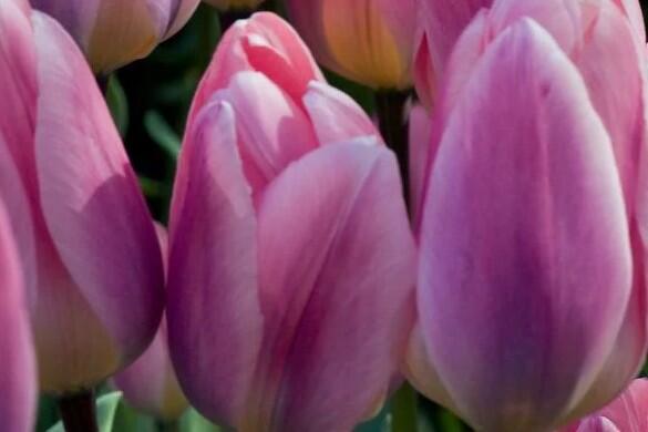 Tulipán Darwin hybrid 'Light and Dreamy' - Tulipa Darwin hybrid 'Light and Dreamy'