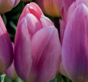 Tulipán Darwin hybrid 'Light and Dreamy'