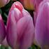 Tulipa Darwin hybrid 'Light and Dreamy'.jpg