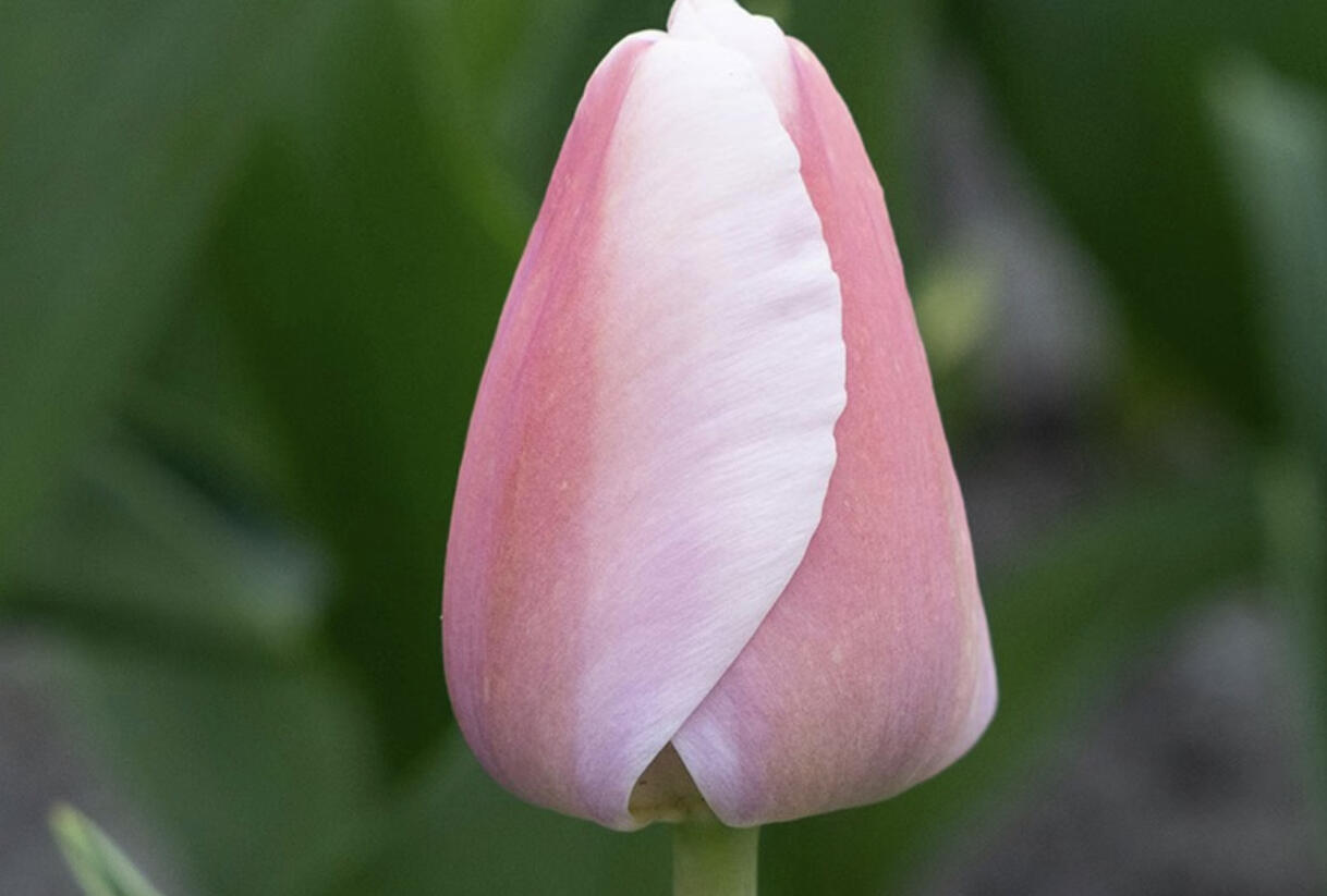 Tulipán Darwin hybrid 'Ollioules' - Tulipa Darwin hybrid 'Ollioules'