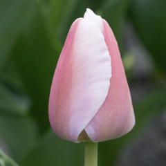 Tulipán Darwin hybrid 'Ollioules' - Tulipa Darwin hybrid 'Ollioules'