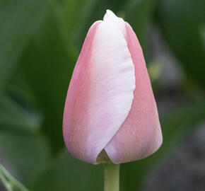 Tulipán Darwin hybrid 'Ollioules'