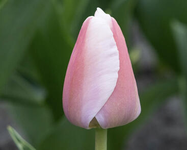Tulipán Darwin hybrid 'Ollioules'