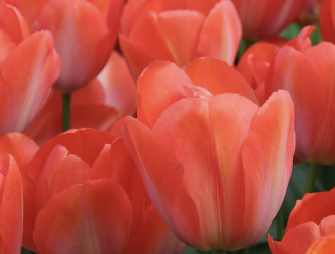 Tulipán Darwin hybrid 'Orange Van Eijk' - Tulipa Darwin hybrid 'Orange Van Eijk'