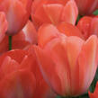 Tulipán Darwin hybrid 'Orange Van Eijk' - Tulipa Darwin hybrid 'Orange Van Eijk'