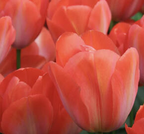 Tulipán Darwin hybrid 'Orange Van Eijk'