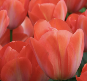 Tulipán Darwin hybrid 'Orange Van Eijk' - Tulipa Darwin hybrid 'Orange Van Eijk'