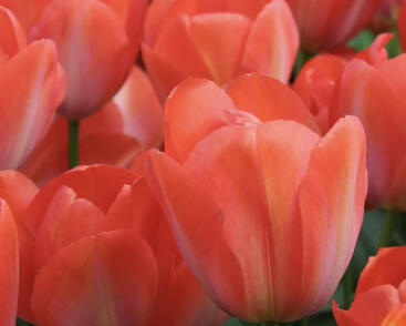 Tulipán Darwin hybrid 'Orange Van Eijk'