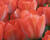 Tulipán Darwin hybrid 'Orange Van Eijk'