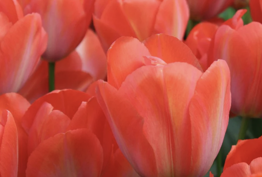 Tulipán Darwin hybrid 'Orange Van Eijk' - Tulipa Darwin hybrid 'Orange Van Eijk'