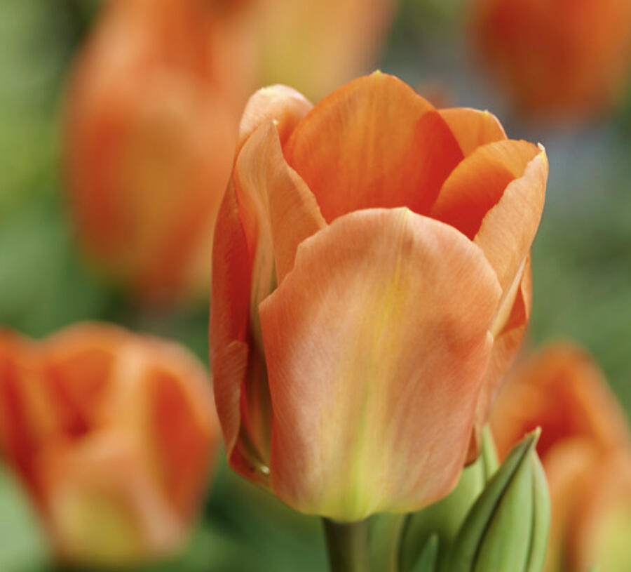 Tulipán Fosterův 'Apricot Emperor' - Tulipa Fosteriana 'Apricot Emperor'